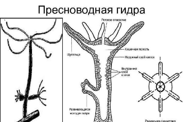 Зеркало kraken krakens16